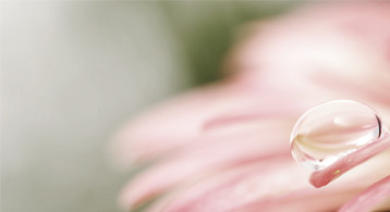 Flower Petals
